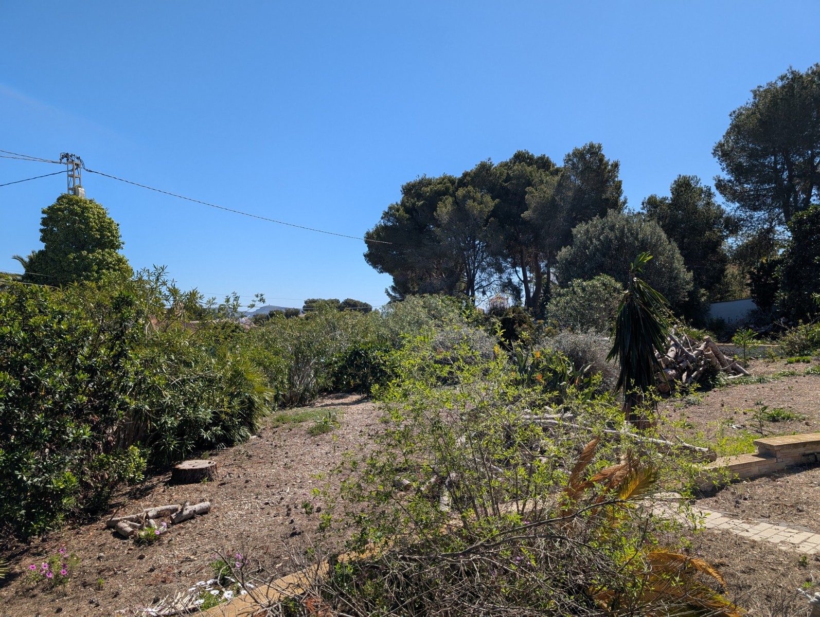 Plot / Land, Buenavista