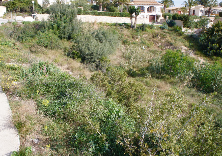 Plot / Land, Girasoles