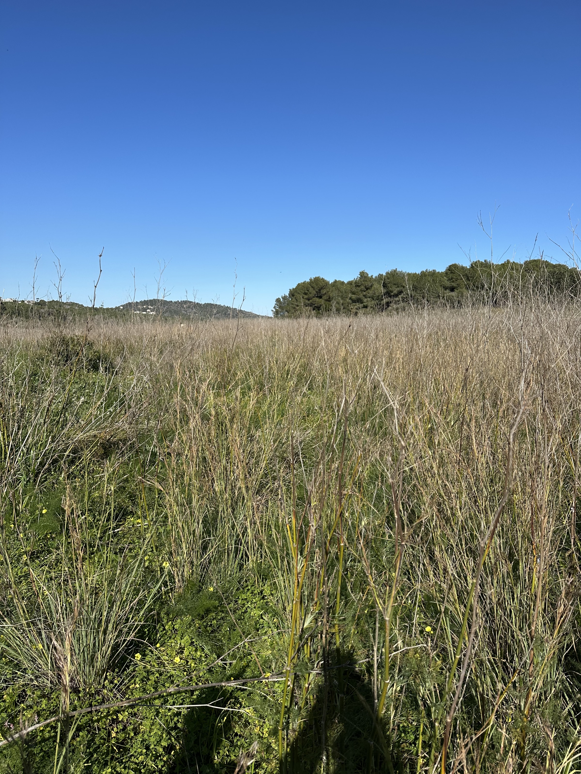 Plot / Land, Centro