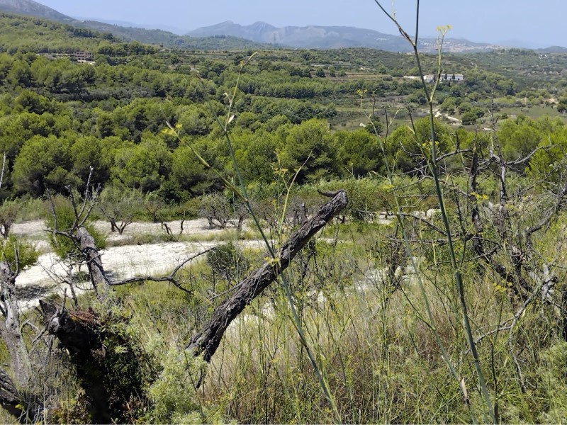 Plot / Land, Partides comunes - Adsubia