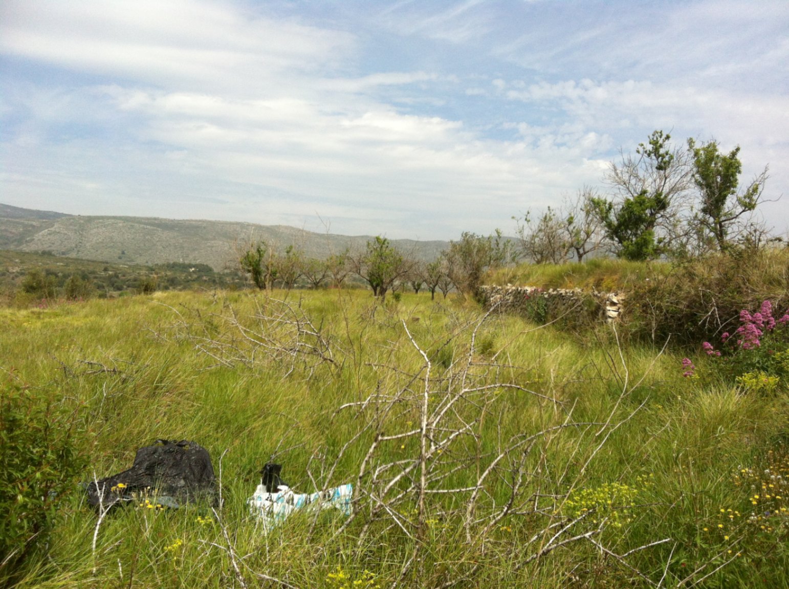 Plot / Land, Partida Berdica Blanca