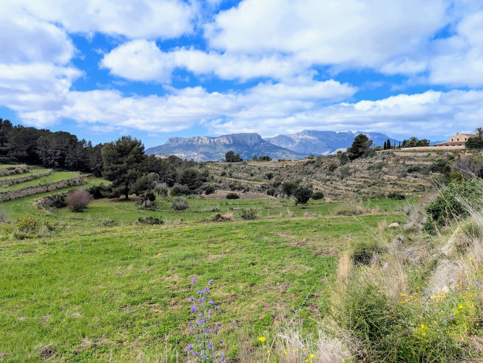 Plot / Land, Partida Biasner